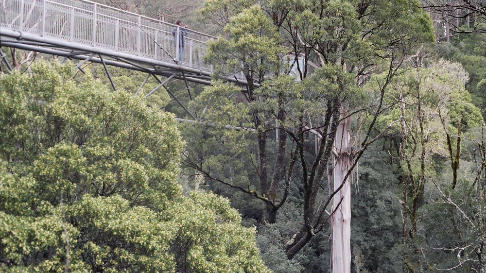 Tree Top Walk, Otways - Great Ocean Road