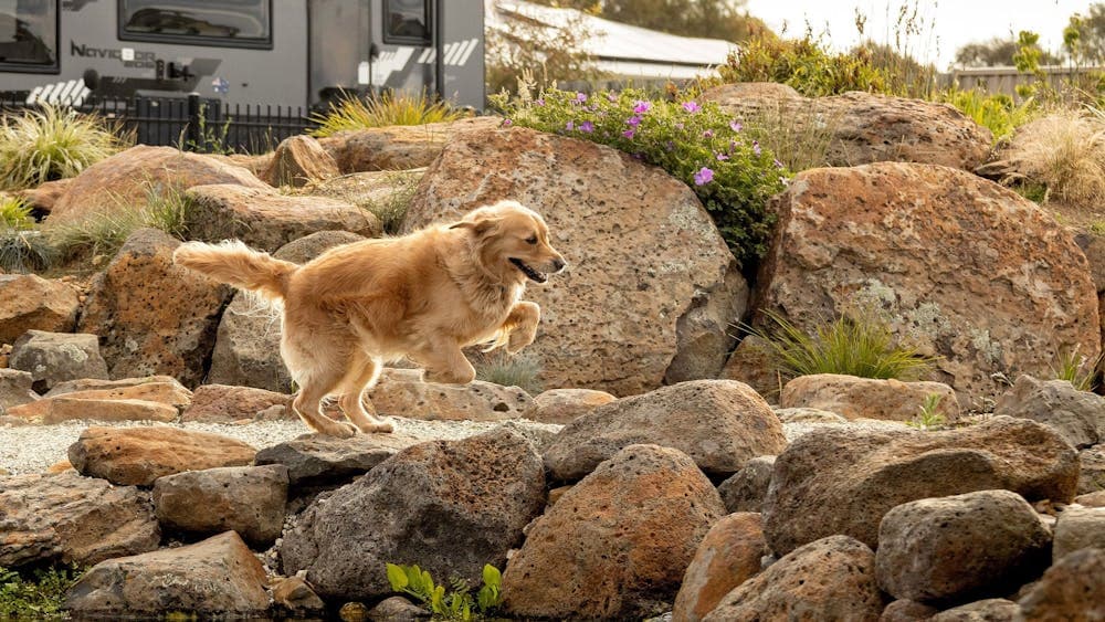 A golden retriever joyfully leaps over rocks by the edge of a serene billabong