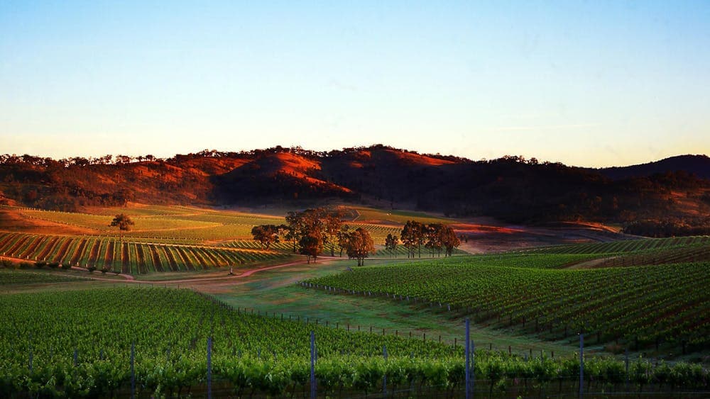 Dalwhinnie Vineyard