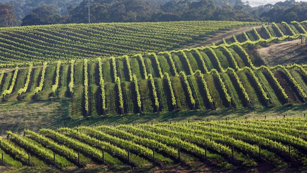 Dalwhinnie Vineyard