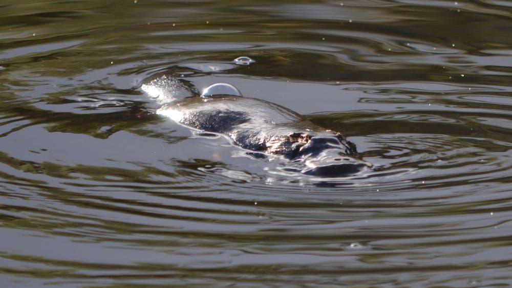 Resident platypus in the lake