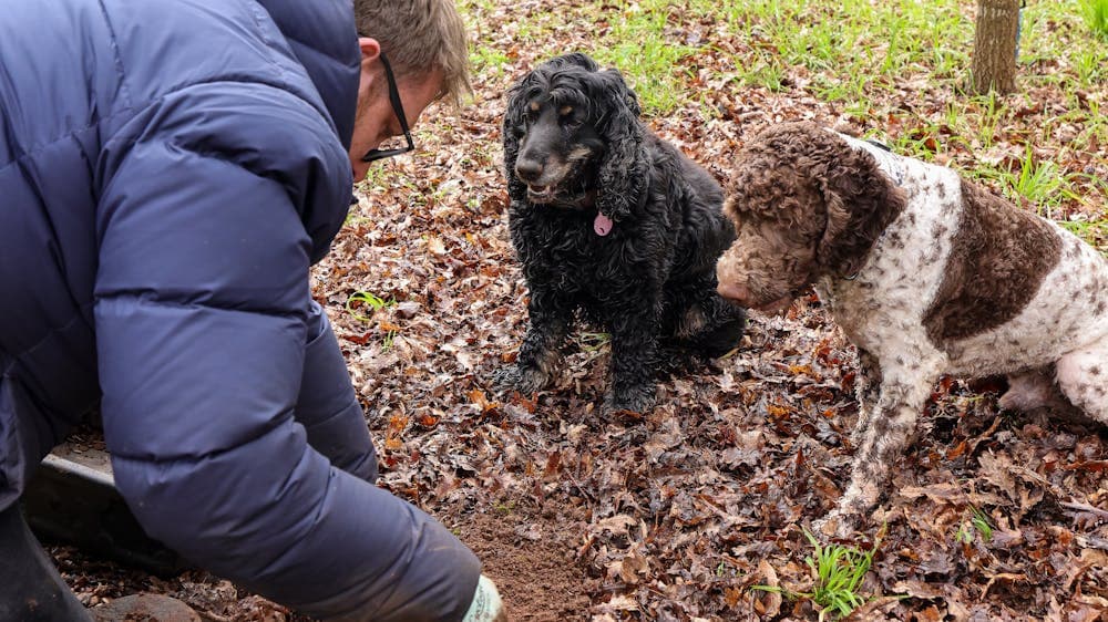 Winter Truffle Hunt