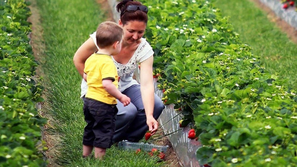 Strawberry Picking