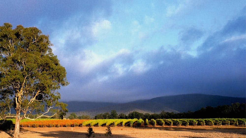 Mount Avoca Vineyard after vintage