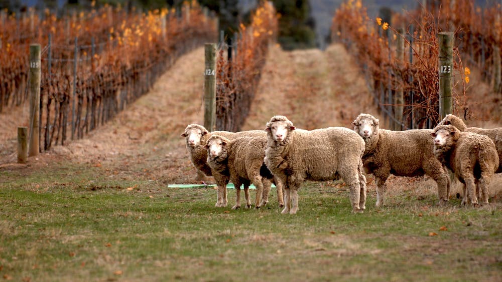 Mount Avoca sheep - organic weed control