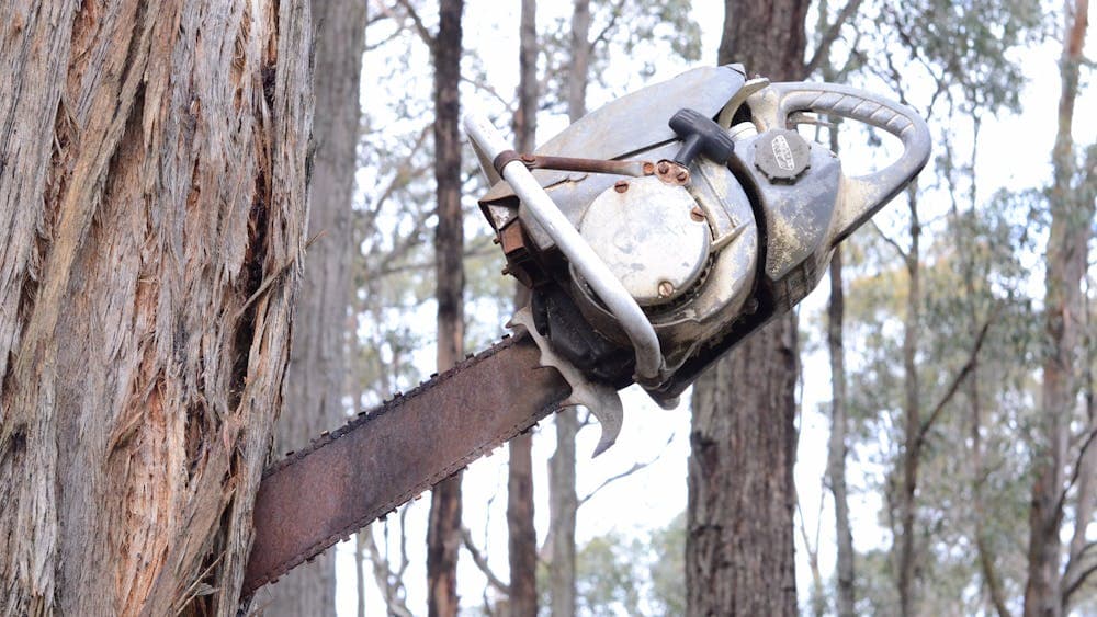 Chainsaw in tree