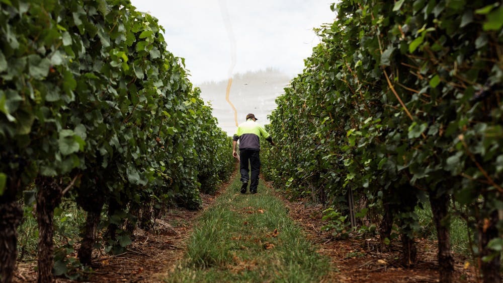 Man in vines