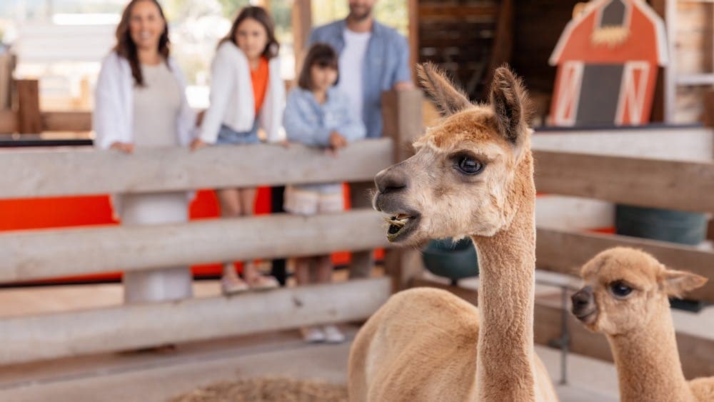 Discover Creswick farmyard