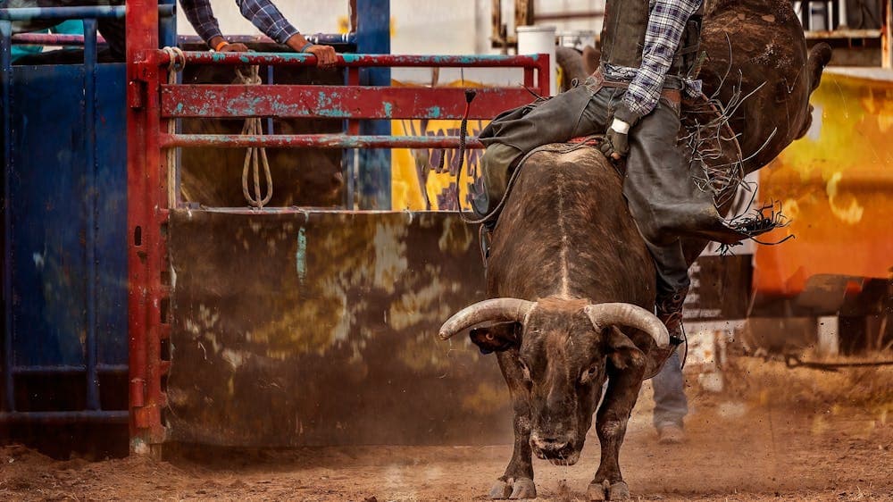 A man bull-riding at National Rodeo Championships