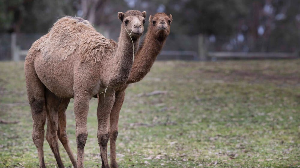 Camels