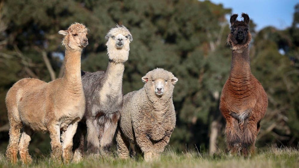 Alpaca