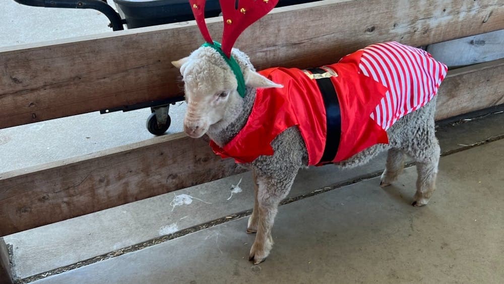 ANIMAL CHRISTMAS FUN AT CRESWICK