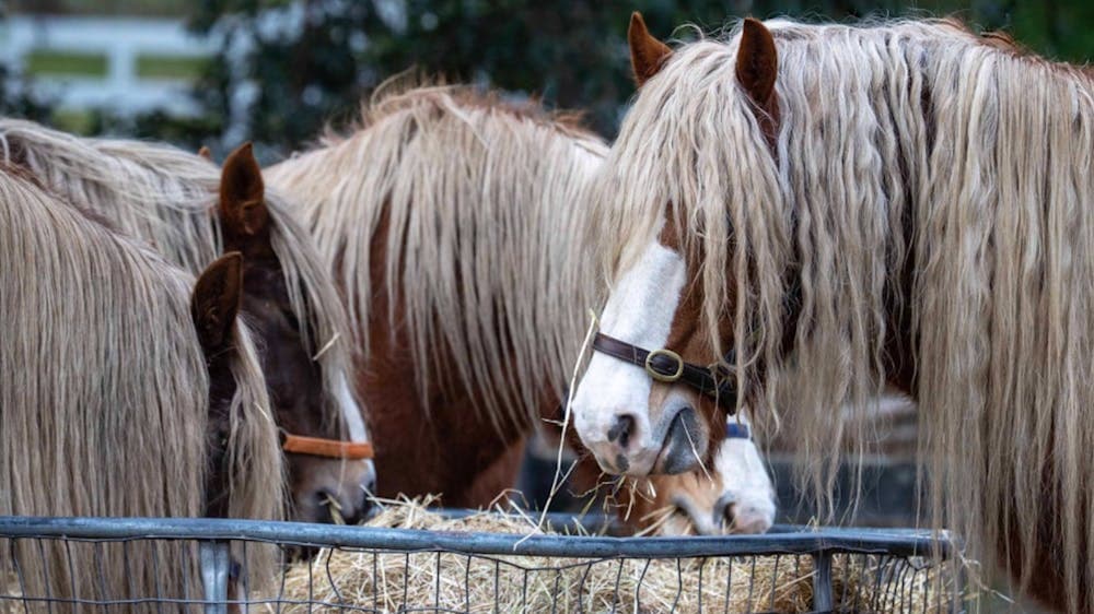 the only Black Forest horses in Australia