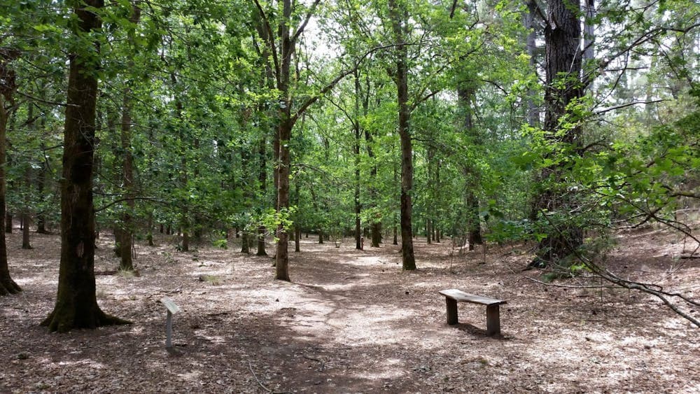 La Gerche forest walk