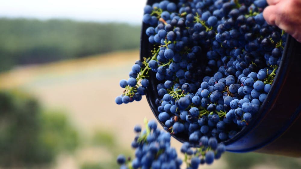 bucket of wine grapes being tipped out