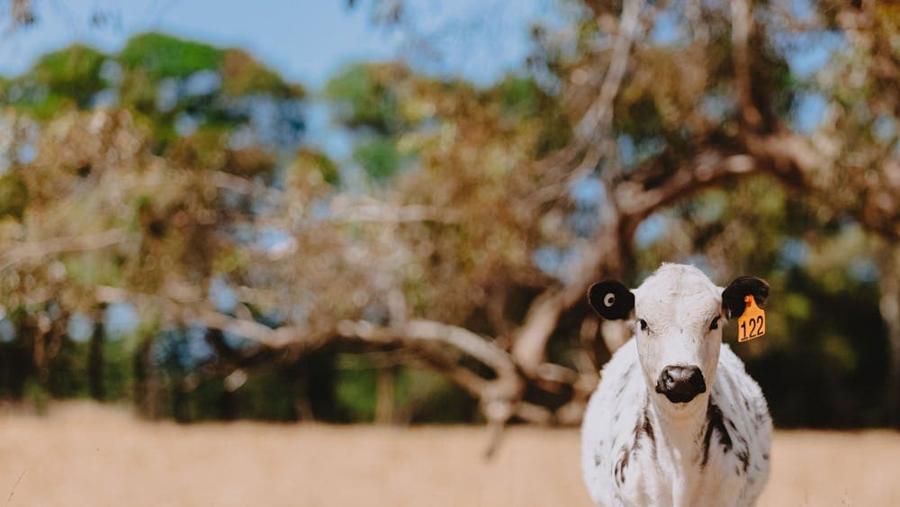 white cow in a paddock