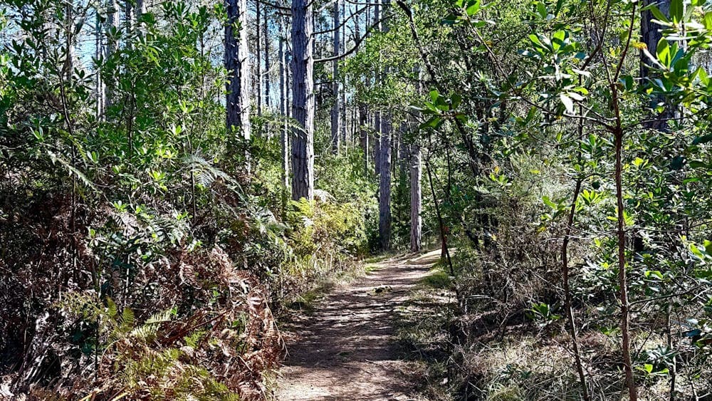 A trail along La Gerche Forest Loop Walk