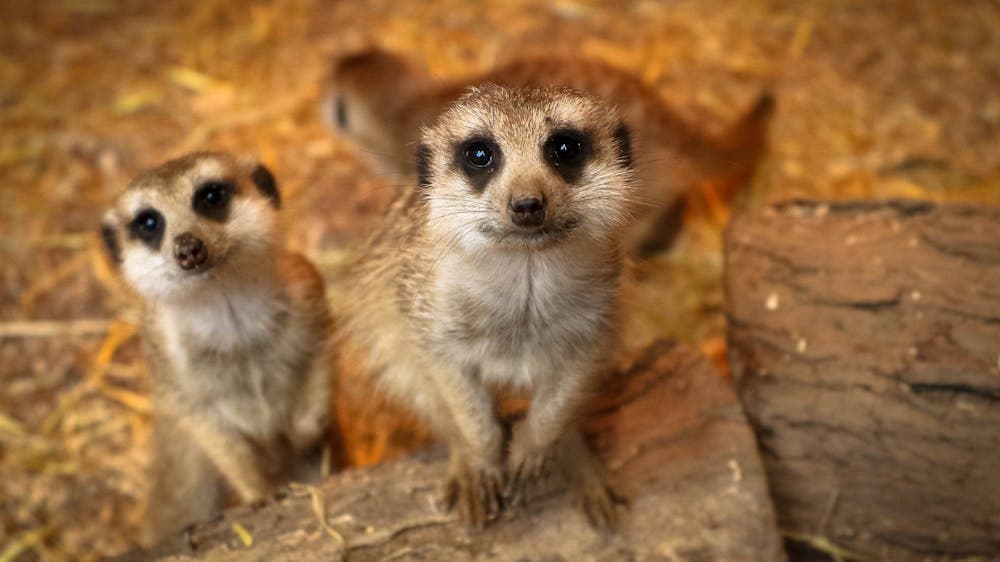 Two meerkats looking up at the camera