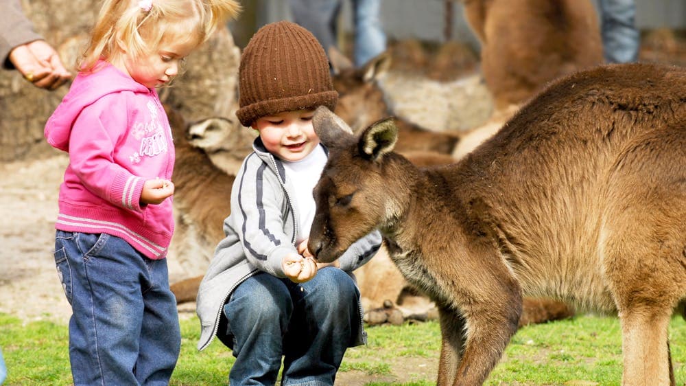 Children hand-feeding kangaroos