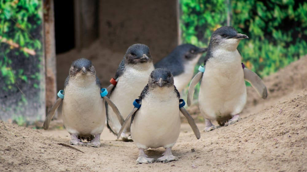 5 little penguins