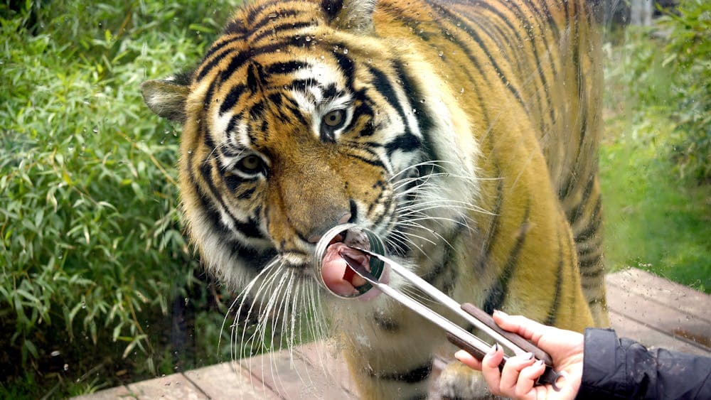 Hand feeding a tiger