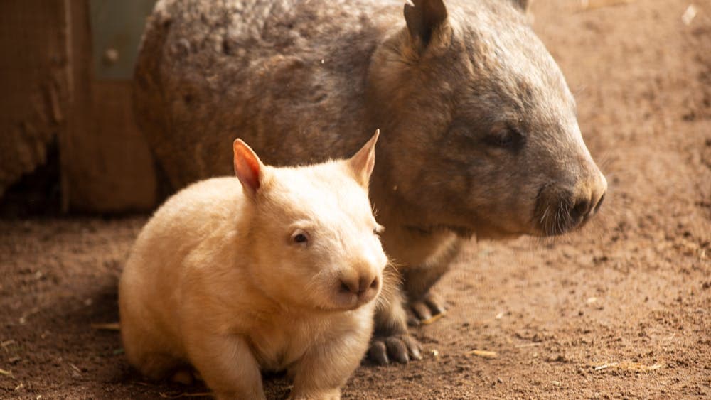 Rare golden baby wombat with mother wombat