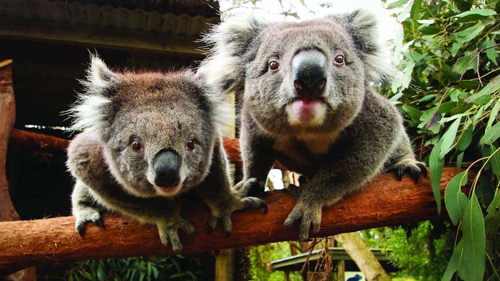 2 Koalas leaning forward to camera