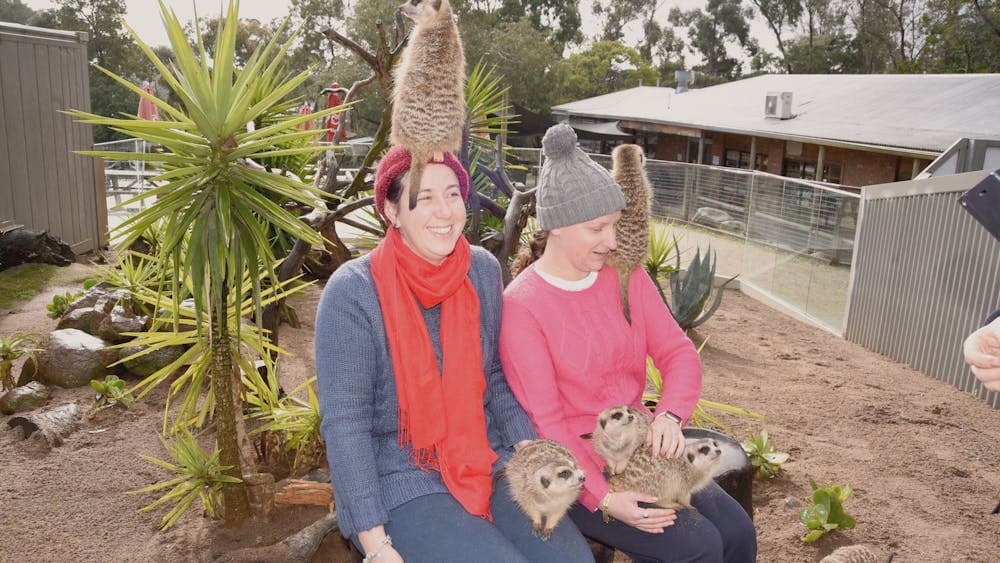 Visitors with meerkats clinming on them in an encounter