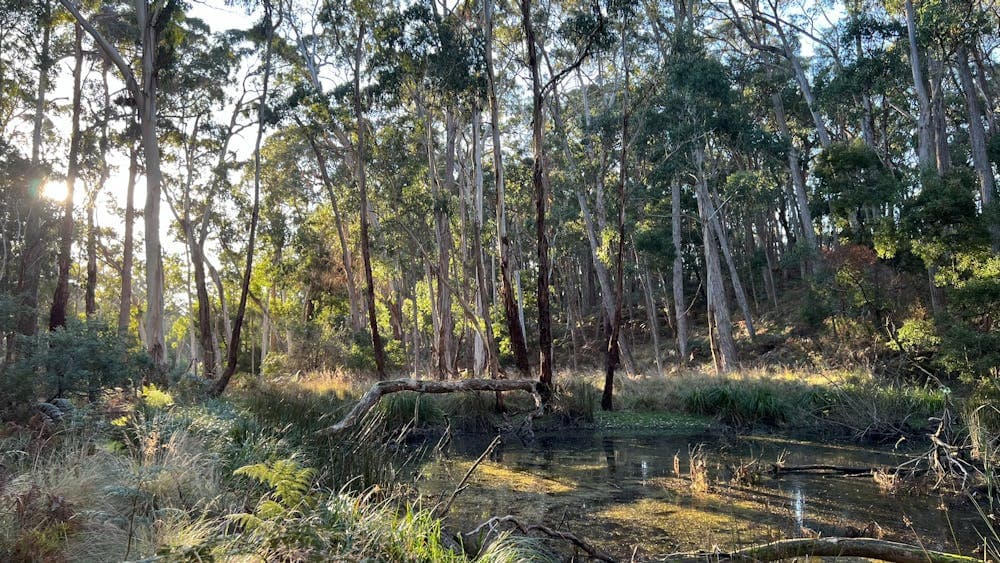 Peaceful Australian bush scene with a dam