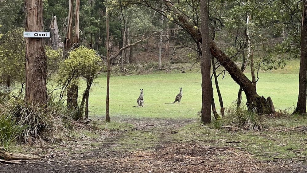 Two kangaroos stand on an oval looking at the photographer