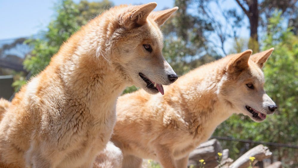 2 dingoes