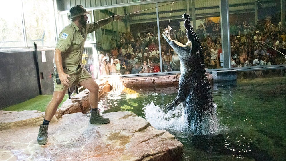 Keeper feeding a 5m Saltwater Crocodile