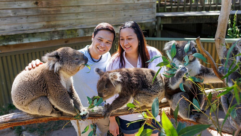 2 people patting Koalas