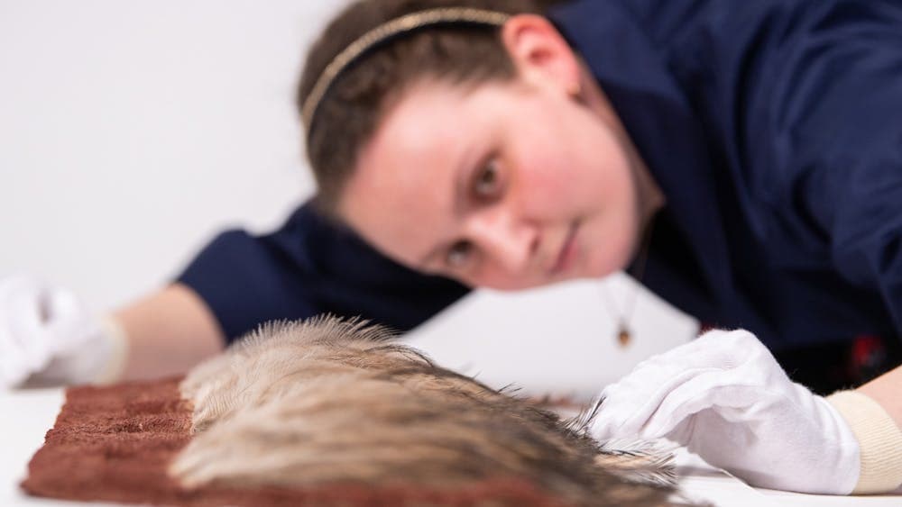 Curator closely inspecting an emu feathered skirt