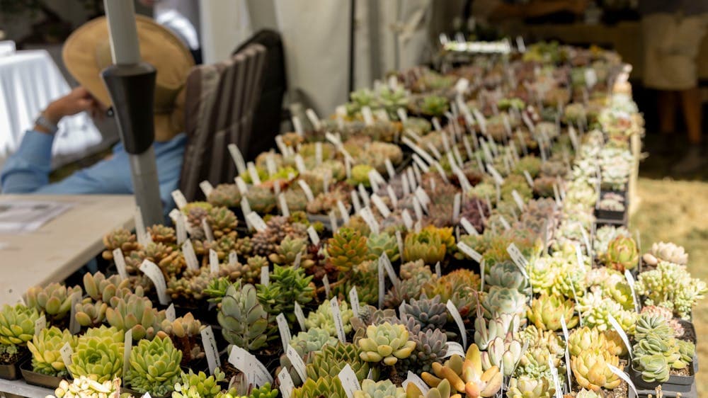 Rows of various succulents at a market stall