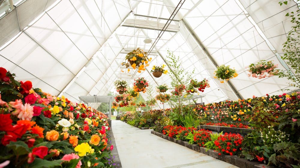 Inside the conservatory is the display of yellow, red, orange and pink begonias