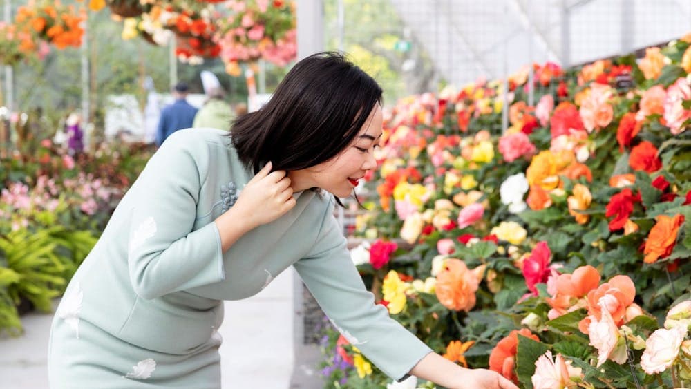 An Asian woman wearing pale blue leans over the red, orange, yellow and pink begonias