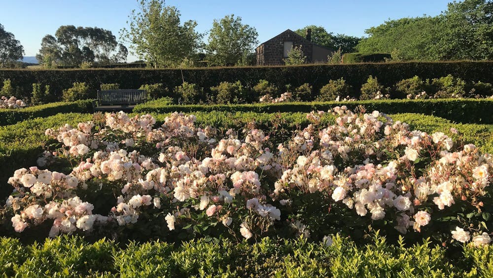 Rose garden