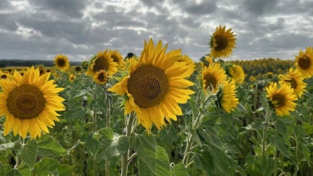 Sunflowers tour, Dunnstown