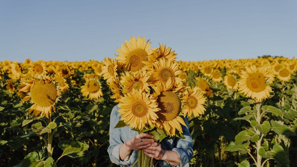 Lady with huge bunch of sunflowers