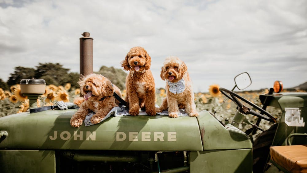 Dogs on tractors