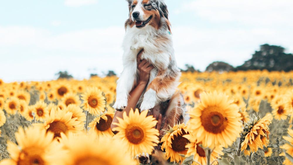 Dog in sunflower field