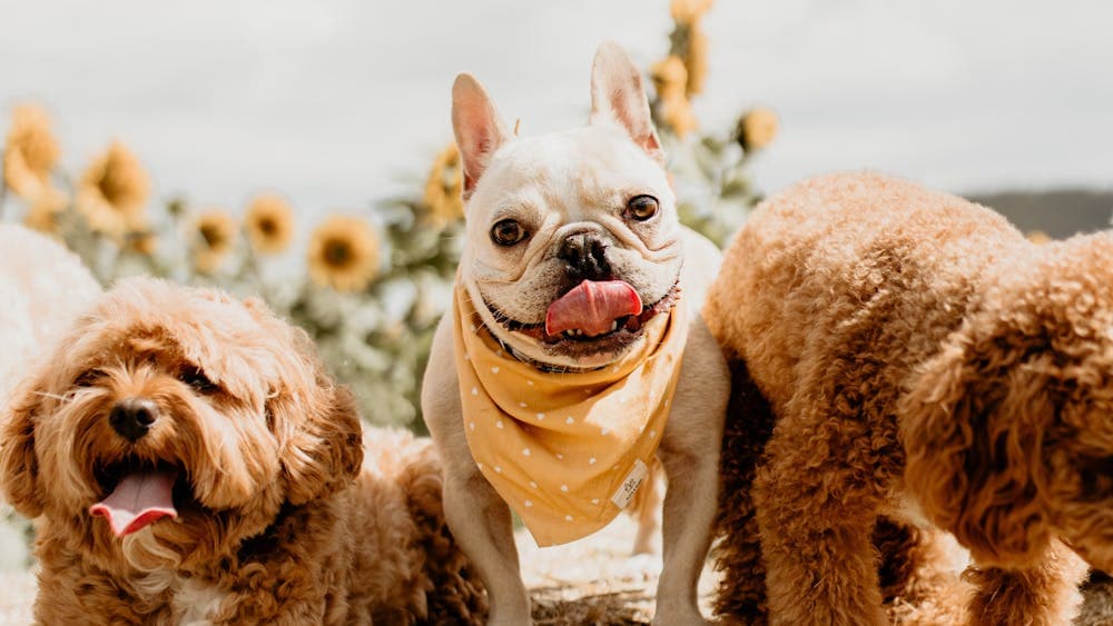 Dogs on hay bales