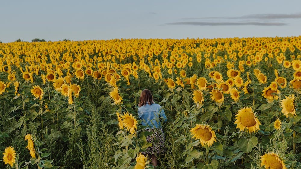 Lady in field of sunflowers