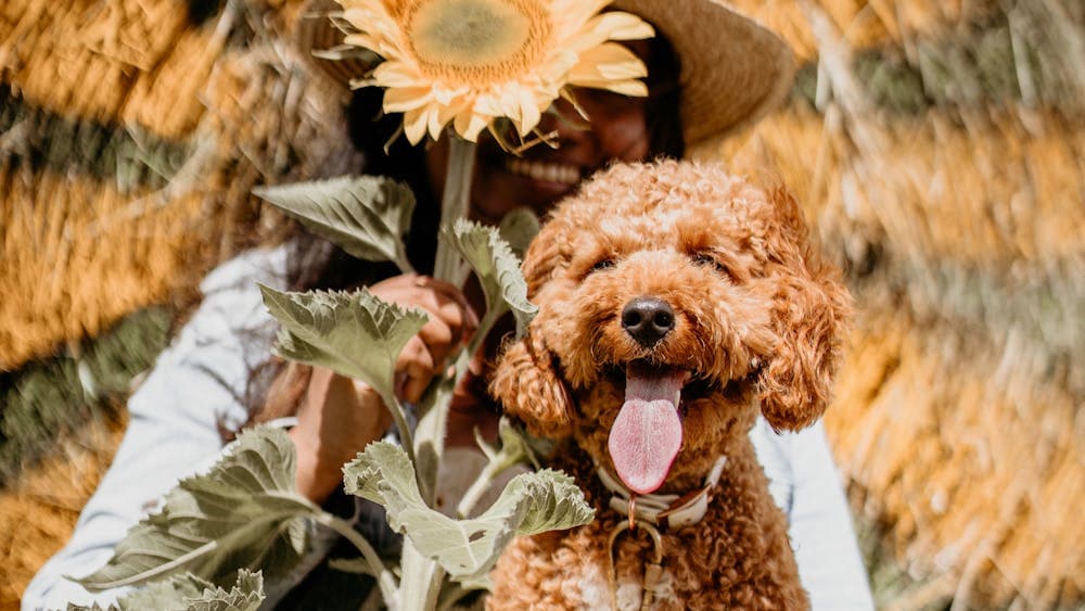 Lady in front of hay bale with dog and sunflower