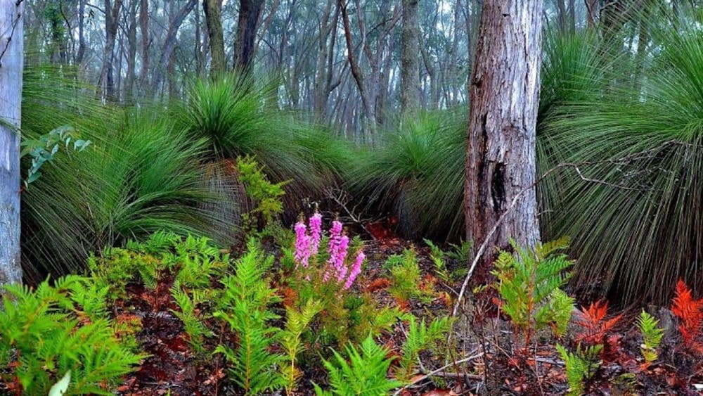 bush scene of Canadian Corridor