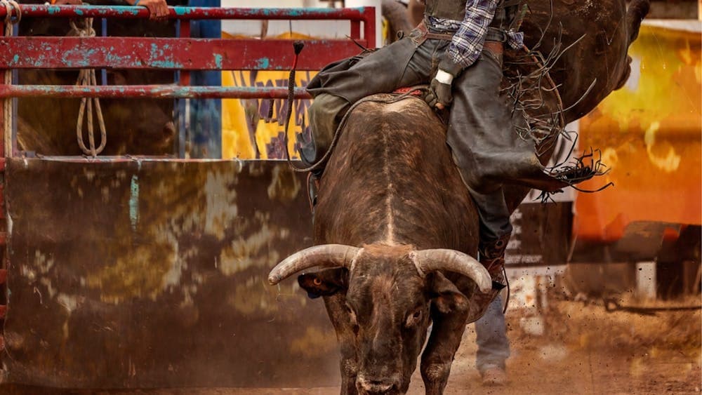 Person riding a bull