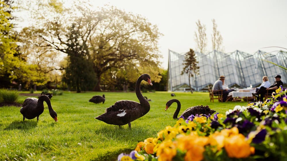 Swans wonder about the Ballarat Botanical Gardens