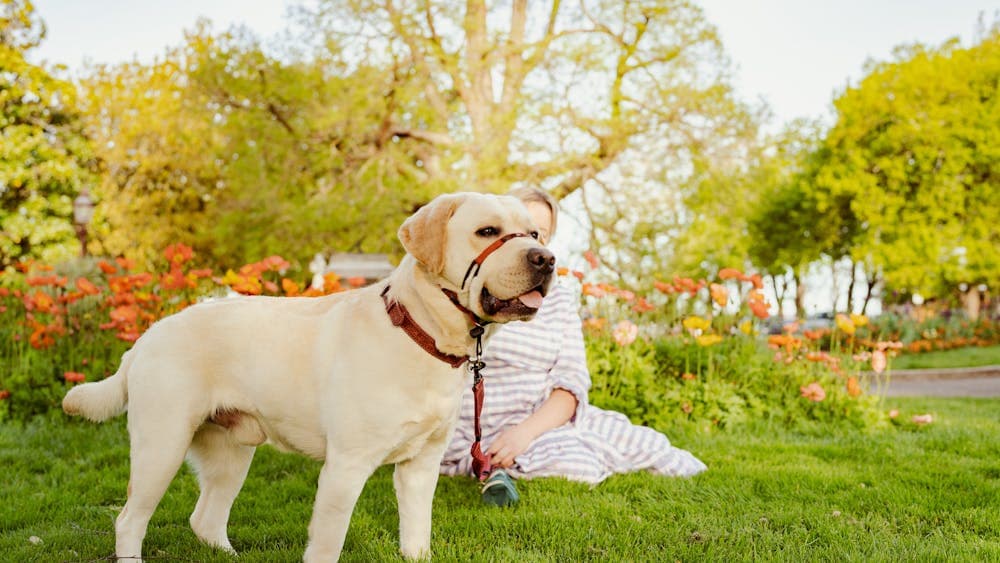 A dog on lead enjoying the Ballarat Botanical Gardens with its owner.