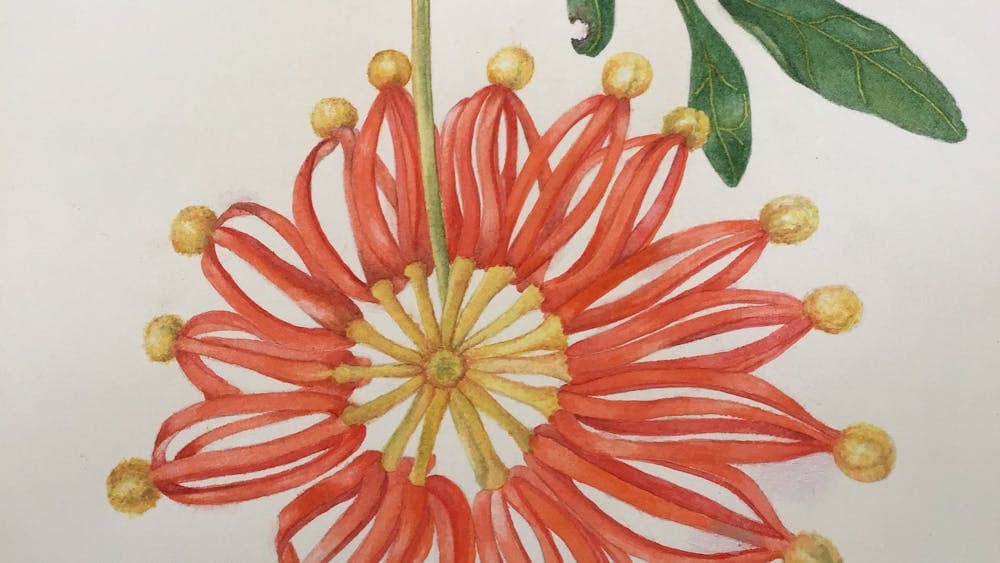 painting of orange firewheel tree flower.